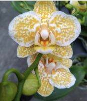 ฟาแลนนอป(Phalaenopsis Orchid) ??ยอดนิยม??จัดส่งทั้งกระถางสีดอกตามภาพ