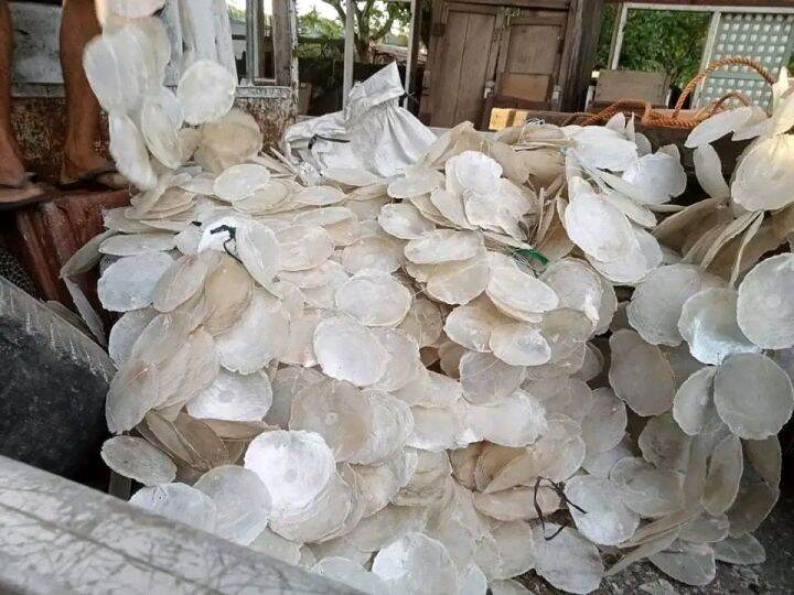 Capiz shells Lazada PH