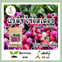 เมล็ดแรดิชไข่อีสเตอร์ คละสี 150 เมล็ด  ???เมล็ดพันธุ์ OPแท้ อัตราการงอกสูง?