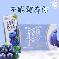 KK31นมผลไม้ รสบลูเบอร์รี่ ยกลัง 12กล่อง พร้อมส่ง(蒙牛真果粒、1件12瓶、蓝莓味 )ขนาด 250ml*12 หอม อร่อย กลมกล่อม มีประโยชน์และคุณค่าทางโภชนาการ