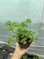 Italian flat parsley Plant 4inch Pot (buy 4 get 1 free) ? ต้นอิตาเลี่ยนพาสเล่ย์ พาสลีย์ ใบเรียบ ในกระถาง 4นิ้ว ? (ซื้อ 4 แถม 1)