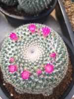 ถอดรากส่ง#แคคตัสแมมแม่เฒ่า # แมมฮาเนียน่า #Mammilaria Hahniana# Cactus #ไม้หนามขนสีขาว# ต้นไม้ทนแล้ง #กระบองเพชร#พืชทนแล้ง# จัดสวนถาด# ต้นไม้มินิ# Minimal Plants# ตะบองเพชร# กะบองเพชร# กระบองเพชร # ต้นไม้ราคาถูก# ขายส่ง