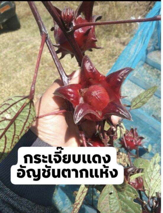 เม็ดกระเจี๊ยบแดง-พันธุ์ซูดาน-ดอกใหญ่-เนื้อหนา-ราคาดี-1kg