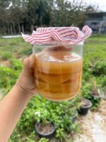 Scoby+หัวเชื้อ+น้ำตั้งต้น kombucha 250ml. คอมบุชา คอมบูชา คอมบูฉะ