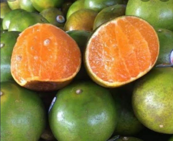 ส้มโชกุน-เป็นไม้ผลที่ปลูกในพื้นที่จังหวัดยะลา-ปัจจุบันได้รับความนิยมและเป็นที่่ต้องการของตลาด-ด้วยรสชาติหวานอมเปรี้ยว-เนื้อนุ่มไม่มีกาก-nbsp