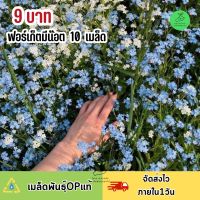 9 บาท ถูกที่สุด เมล็ดพันธุ์ดอก ฟอเก็ตมีนอท 10 เมล็ด