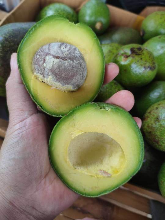 ผลไม้อาโวคาโด้-avocado-สายพันธุ์ปิเตอร์สัน-ลายธรรมชาติ-ออแกนิก-สด-อร่อย-จากสวนพิมพาภรณ์-อ-เชียงดาว-จ-เชียงใหม่
