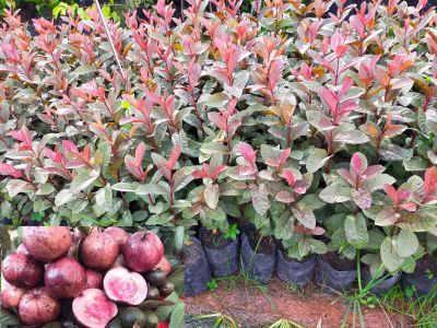 ต้นฝรั่งทับทิมสยาม ผลสีม่วงอมแดงปลูกง่าย ไม่ต้องดูแลรักษามาก ทนต่อโรคแมลง ที่สำคัญ กรอบ หวาน อร่อย ขนาดต้น50-70ซม.