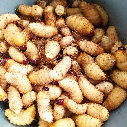 Jual Ulat Sagu Online: Peluang Bisnis Menjanjikan di Era Digital