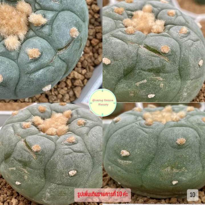 loph1-lophophora-โลโฟ-ไม้เมล็ด-โลโฟโฟร่า-ฟริซิไอ-วิลเลี่ยมซิไอ-ดิฟฟูซ่า-ลูกผสม-แคคตัส-กระบองเพชร-ต้นไม้