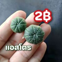 แอสโตร ต้นละ 2 บาท - แคคตัส กระบองเพชร cactus