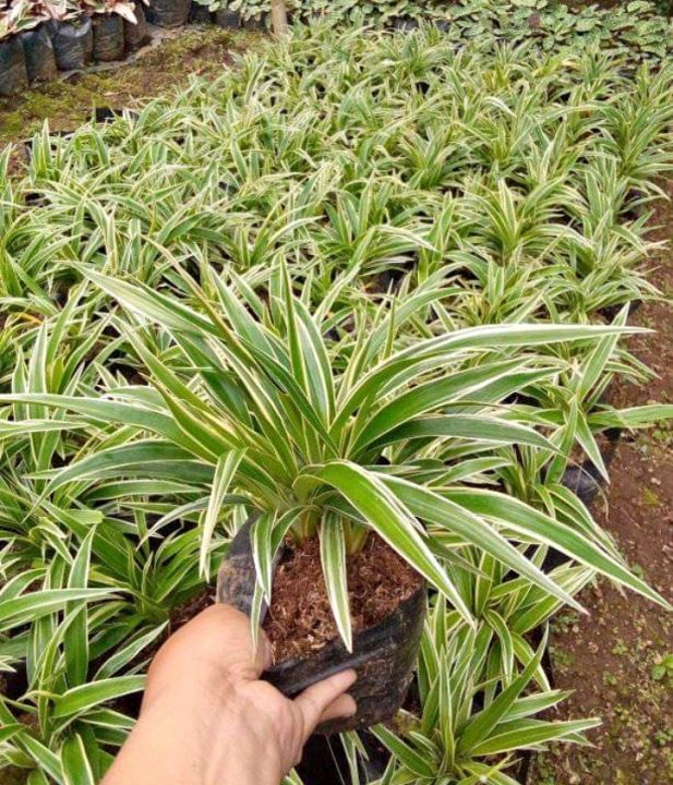 spider Plants( Lourdes plants) Buy 20 Get 3 | Lazada PH