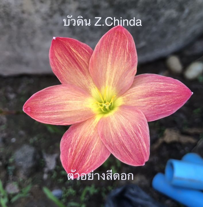 เมล็ดพันธุ์-บัวดิน-z-chinda-ดอกใหญ่