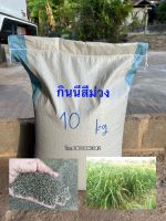 เมล็ดพันธุ์หญ้ากินนีสีม่วง 10 กิโล