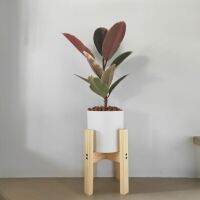 ต้นยางอินเดีย"ด่างชมพู" (Rubber Plant)(ต้นไม้ฟอกอากาศ)ต้นสูง25-30 ซม.พร้อมกระถาง Minimal 6"+จานรองปูน+เม็ดPopper+ขาตั้ง