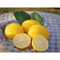 ??กล้าเลม่อน พันธุ์ เมเยอร์ ( USA Meyer Lemon )  ( กิ่งตอน )