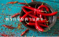 เมล็ดพันธุ์ พริก จินดาแดง (Bird Chilli) บรรจุ 50 เมล็ด ใช้ได้ทั้งผลผลิตสดและแห้ง ผลที่ตากแห้งแล้วจะมีสีสวย