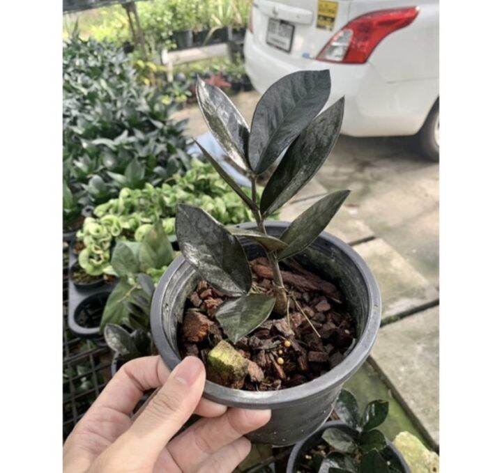 สวยอายุยืนนาน-ต้นกวักมรกตดำ-กระถาง-6-5-นิ้ว-zamioculcas-zamiifolia-black-สูง15-25-cm-กวักดำ-กวักนิลต้นไม้มงคล-โขดสวย-ไม้ฟอกอากาศ-เสริมโชคลาภฟอร์มสวยทุกต้น