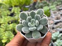 Echeveria Setosa Mexican Firecracker’ ไม้อวบนำ้ น่ารักๆ กระถาง 2 นิ้ว