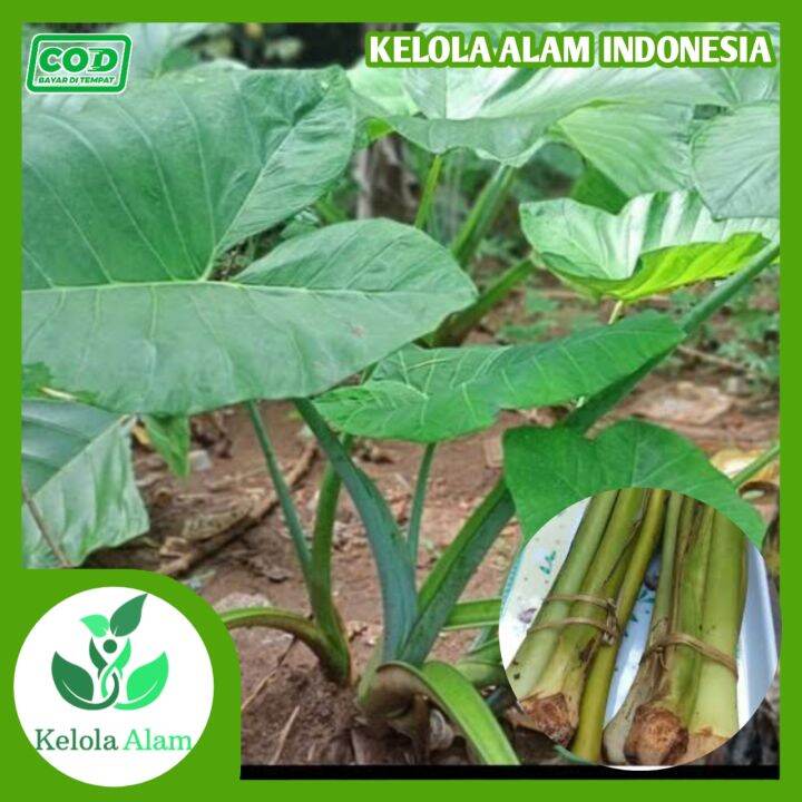 Batang talas lompong segar per ikat isi 5 batang talas Lazada Indonesia