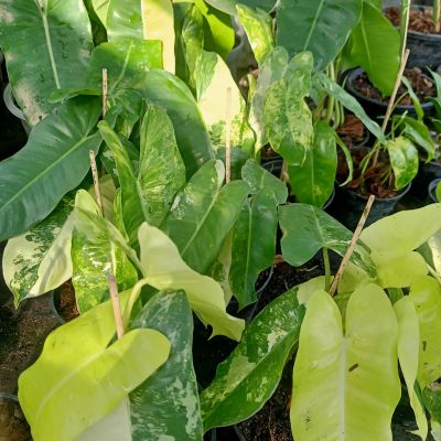 🌱 Philodendron Burle Marx ❤️ BBM ฟิโลเดนดรอนเบอร์เบิ้ลมาร์คด่าง 🌱 [PBM]