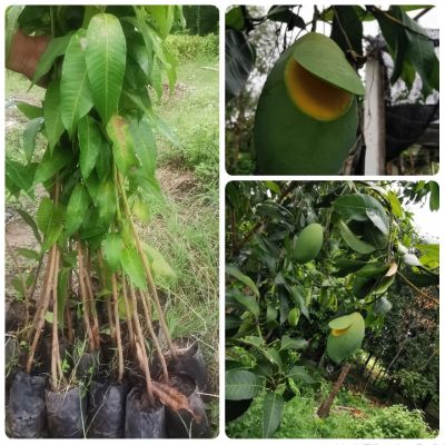 ต้นกล้ามะม่วงแก้วขมิ้น(Turmeric Mango)1ชุด6ต้นเพาะเมล็ด60ซม.