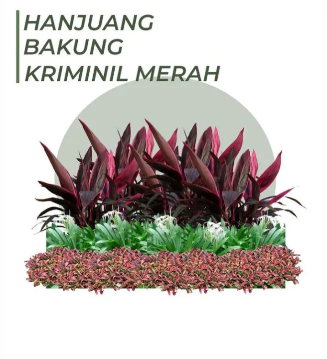 Paket Tanaman hias Taman ukuran 1 meter | Lazada Indonesia