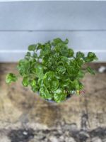 (?ซื้อ3 แถม1 )ต้นวอเตอร์เครส ส่งพร้อมกระถาง 5 นิ้ว ? Watercress pot5” ผักสลัดน้ำ ผักเป็ด ผักสวนครัว vegetable herb organic