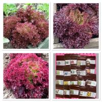 เมล็ดพันธุ์ ผักสลัด โลโลรอสซ่า ( Lollo Rossa Lettuce ?? Seed ) บรรจุ 100เมล็ด และ 300 เมล็ด