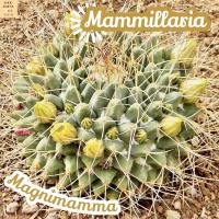 [แมม หนามทุเรียน] Mammillaria Magnimamma ส่งพร้อมกระถาง แคคตัส Cactus Succulent Haworthia Euphorbia ไม้หายาก พืชอวบน้ำ ไม้หนาม ไม้ทะเลทราย กระบองเพชร