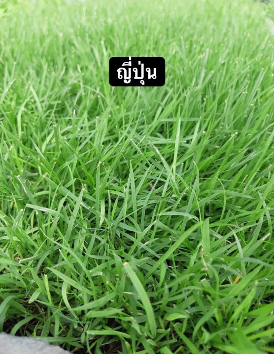หญ้าญี่ปุ่น-หญ้าสนาม-หญ้าญี่ปุ่นเเท้-50x100cm-japaness-lawn-grass-หญ้าสด-หญ้าจริง-ส่งตรงจากไร่