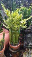 ยูโฟเบียแลคเทีย ด่าง ขนาด 1 ฟุต ส่งแบบถอดกระถาง Euforbia Lactea VarigataEuphorbia Mayurnathanii Lactea Variegataed )