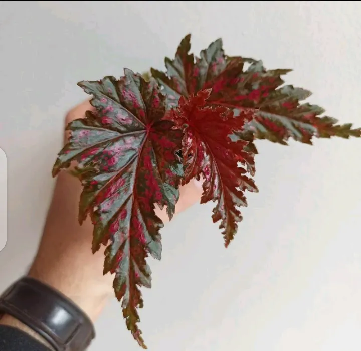 Tanaman hias begonia rex walet - begonia rex - begonia murah | Lazada  Indonesia