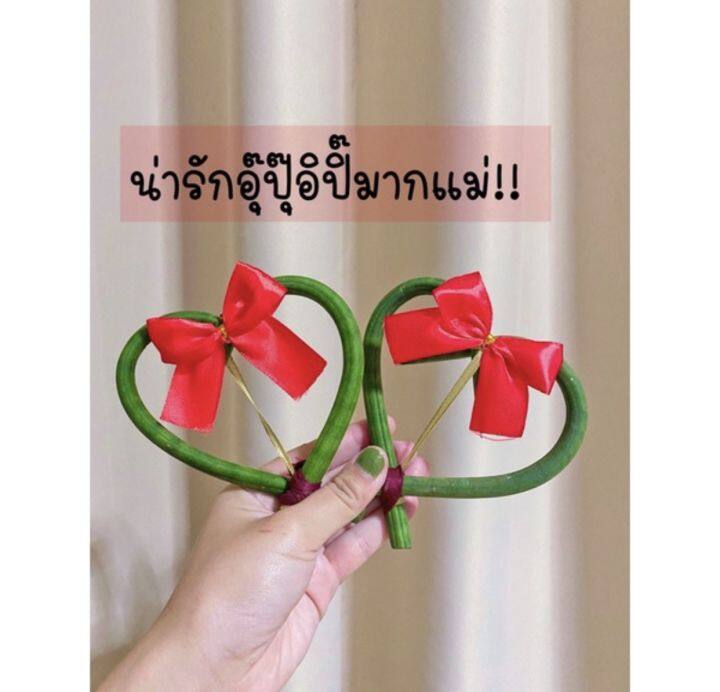 ว่านงาช้างรูปหัวใจไซส์เล็กมินิมอล10บาท-ติดโบว์สวย