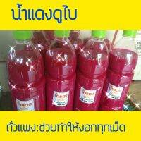 เมล็ดถั่วแพง น้ำแดงช่วยให้งอกอัตราสูง กันรา เสริมแคลเซียม สุดคุ้ม 1ลิจร.พน้อม วิธีปลูก.สุดง่าย