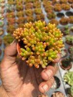 Sedum rubrotinctum or Sedum กระถาง2นิ้ว