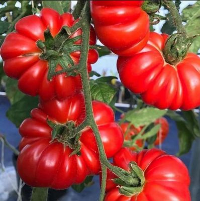 เมล็ดพันธุ์ 🍅🍅🍅🍅มะเขือเทศ คอสโตลูโต(Costoluto Genovese Tomato Seed)คุณภาพดี100% บรรจุ5เมล็ด