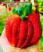 เมล็ดพันธุ์สตรอเบอรี่ยักษ์ 40-50?นำเข้า พันธุ์แท้ 100% ☘️ปลูกง่าย ?หวานอร่อย☘️ลูกโต