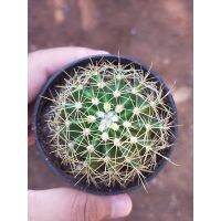 Mammillaria Marksiana มาร์คเซียน่าแคคตัส 5-6 เซน