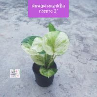 ต้นพลูแอปเปิ้ลด่าง พลูด่าง 
Manjula Pothos 
กระถาง 3" 
ใบอ้วนด่างสีเขียวขาว
เป็นต้นไม้มงคล ช่วยเสริมลาภ สิริมงคล
ฟอกอากาศได้ ชอบแดดรำไร
ภาพถ่ายจากของจริง