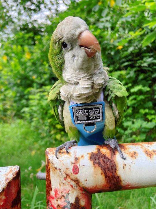 Parrot Poop Pocket Bird Poop Pocket Baby Diapers Xuanfeng Flight Suit