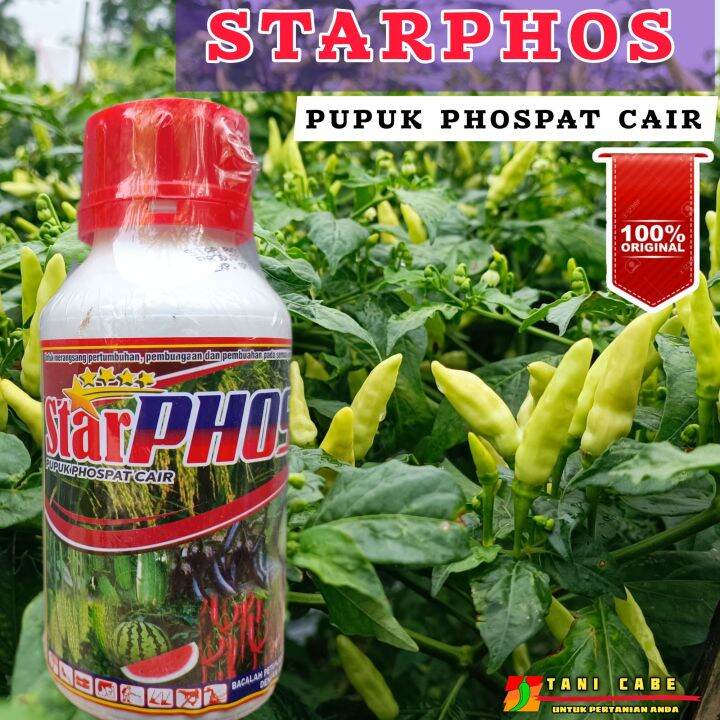 STARPHOS-B HORMON TANAMAN -500 ML | Lazada Indonesia