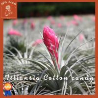 ทิลแลนเซียคอตตอนแคนดี้ เกรดส่งออกต้นขนาดใหญ่ Tillansia cotton candy