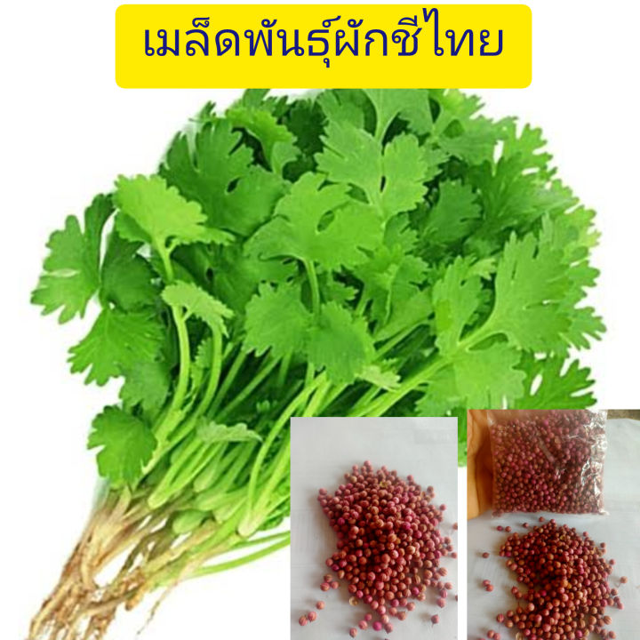 เมล็ดพันธุ์ผักชีไทย