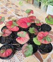 บอนสีแดง - เขียวสวย ? บอนสีพระนครแดง PhaNaKorn Caladium ตอนนี้ บอนสีพระนคร กระถางขนาด 4 นิ้ว