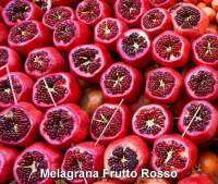 ต้นทับทิม สายพันธุ์ Melagrana Frutto Rosso
นำเข้าจากอิตาลี