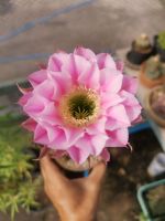 กระบองเพชร Cactus หน่อเด็ดสด อิชินอปซิส echinopsis รหัส 0Echinopsis Hybrid Angel ขนาดหน่อ 2.5 - 3 ซม. ชุดละ 10 หน่อ