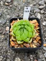 Haworthia Hybird Thailand ขนาดกระถาง 2 นิ้ว จัดส่งทั้งกระถาง รหัส ข.163-180