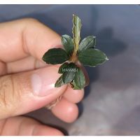 bucephalandra red mini