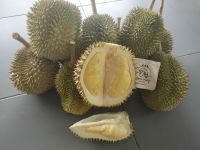 ทุเรียน หลงลับแล Durian Organic